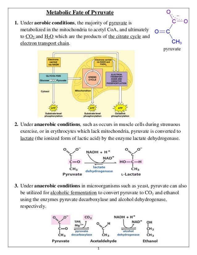 Metabolic Fate Of Pyruvate And Cori Cycle And Alanine Cycle Cori Al Metabolic Fate Of Pyruvate And Cori Cycle And Alanine Cycle Cori Al