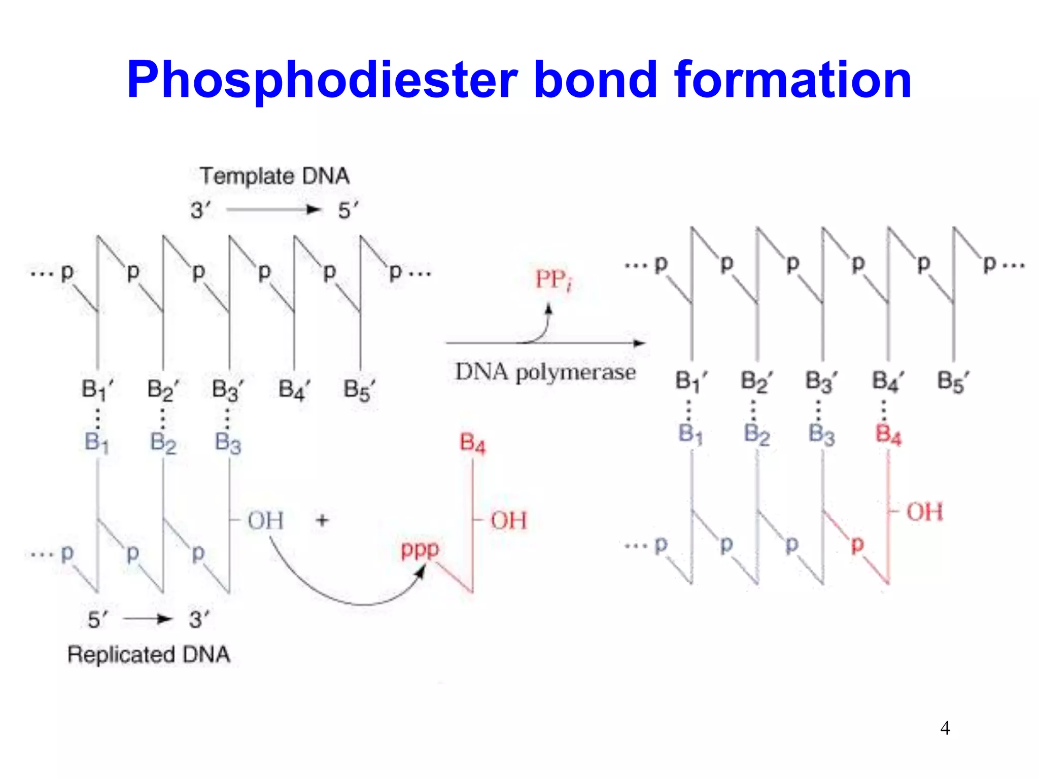 DNA Replication- General Concepts of DNA Replication.ppt