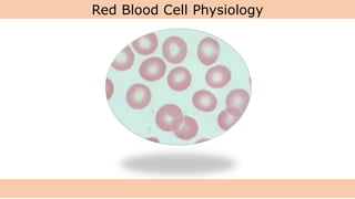 Red Blood Cell Physiology
 