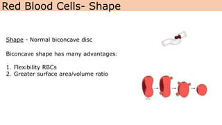 Corpuscles | PPTX