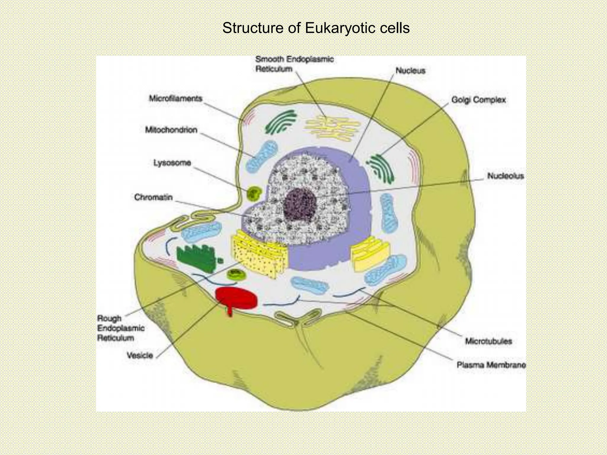 Structure of Eukaryotic cells
 