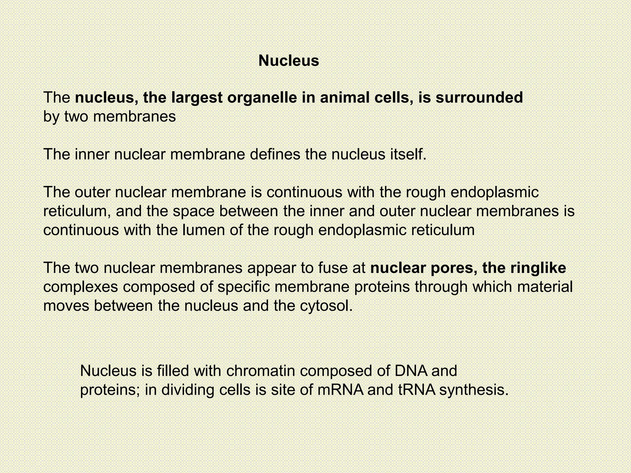 Nucleus
The nucleus, the largest organelle in animal cells, is surrounded
by two membranes
The inner nuclear membrane defines the nucleus itself.
The outer nuclear membrane is continuous with the rough endoplasmic
reticulum, and the space between the inner and outer nuclear membranes is
continuous with the lumen of the rough endoplasmic reticulum
The two nuclear membranes appear to fuse at nuclear pores, the ringlike
complexes composed of specific membrane proteins through which material
moves between the nucleus and the cytosol.
Nucleus is filled with chromatin composed of DNA and
proteins; in dividing cells is site of mRNA and tRNA synthesis.
 