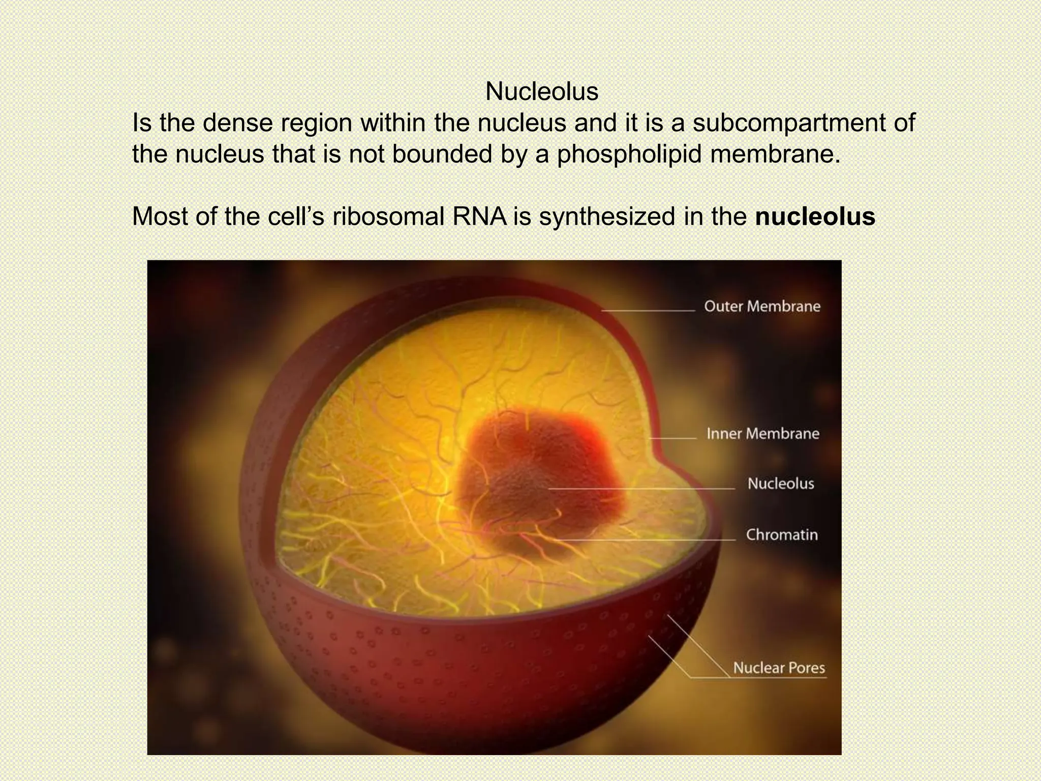 Nucleolus
Is the dense region within the nucleus and it is a subcompartment of
the nucleus that is not bounded by a phospholipid membrane.
Most of the cell’s ribosomal RNA is synthesized in the nucleolus
 