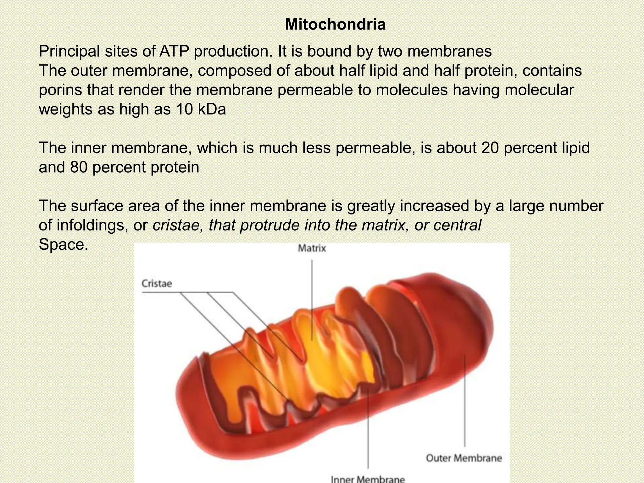 Mitochondria
Principal sites of ATP production. It is bound by two membranes
The outer membrane, composed of about half lipid and half protein, contains
porins that render the membrane permeable to molecules having molecular
weights as high as 10 kDa
The inner membrane, which is much less permeable, is about 20 percent lipid
and 80 percent protein
The surface area of the inner membrane is greatly increased by a large number
of infoldings, or cristae, that protrude into the matrix, or central
Space.
 