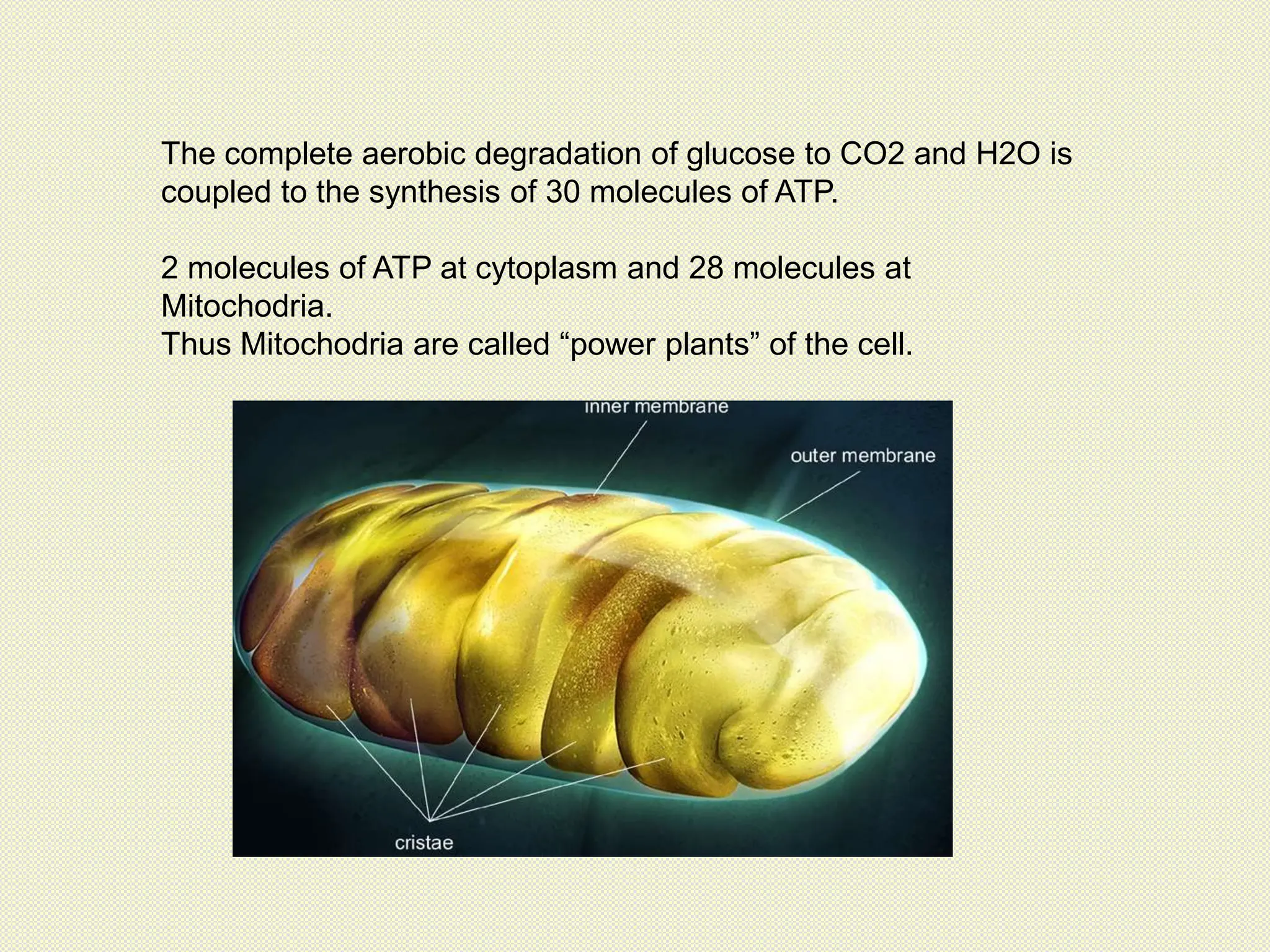 The complete aerobic degradation of glucose to CO2 and H2O is
coupled to the synthesis of 30 molecules of ATP.
2 molecules of ATP at cytoplasm and 28 molecules at
Mitochodria.
Thus Mitochodria are called “power plants” of the cell.
 