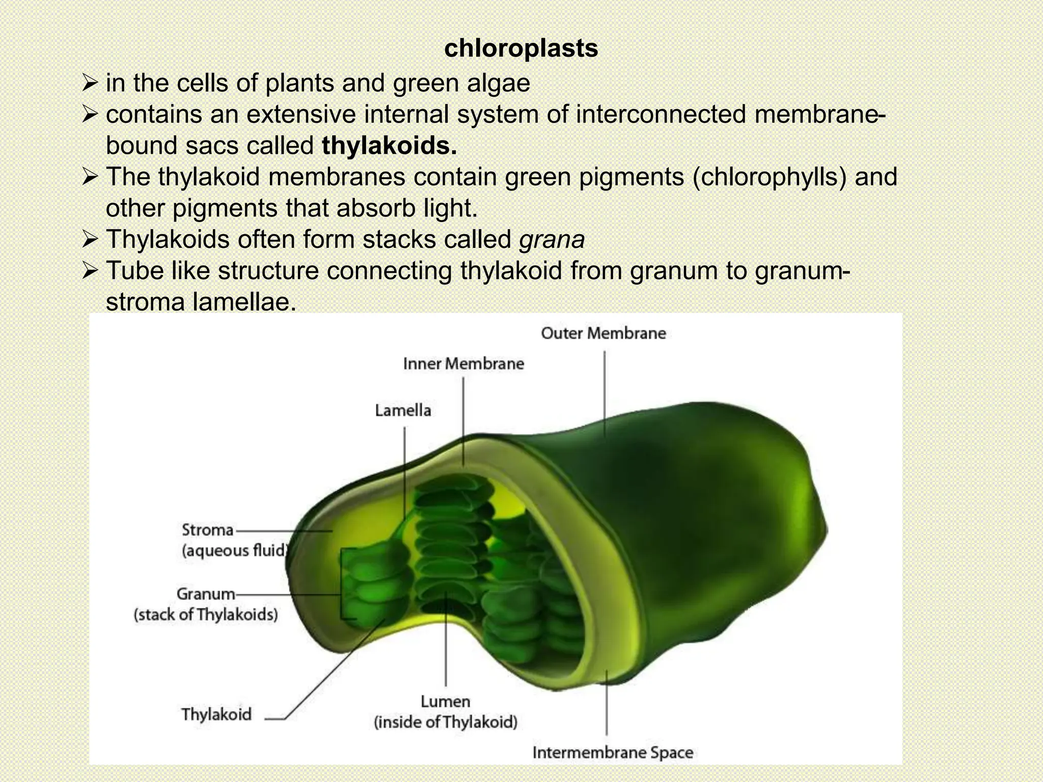 chloroplasts
 in the cells of plants and green algae
 contains an extensive internal system of interconnected membrane-
bound sacs called thylakoids.
 The thylakoid membranes contain green pigments (chlorophylls) and
other pigments that absorb light.
 Thylakoids often form stacks called grana
 Tube like structure connecting thylakoid from granum to granum-
stroma lamellae.
 