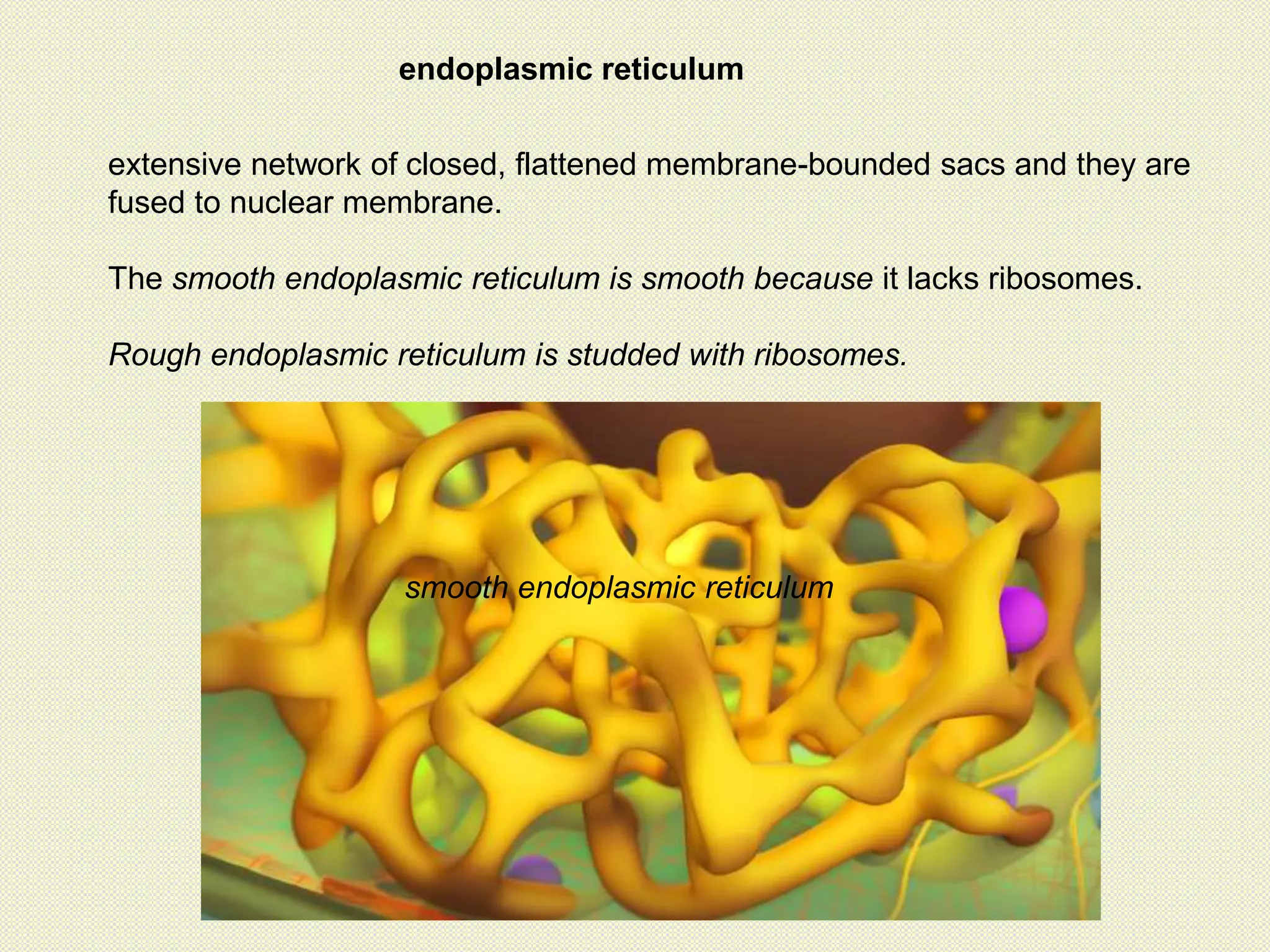 endoplasmic reticulum
extensive network of closed, flattened membrane-bounded sacs and they are
fused to nuclear membrane.
The smooth endoplasmic reticulum is smooth because it lacks ribosomes.
Rough endoplasmic reticulum is studded with ribosomes.
smooth endoplasmic reticulum
 
