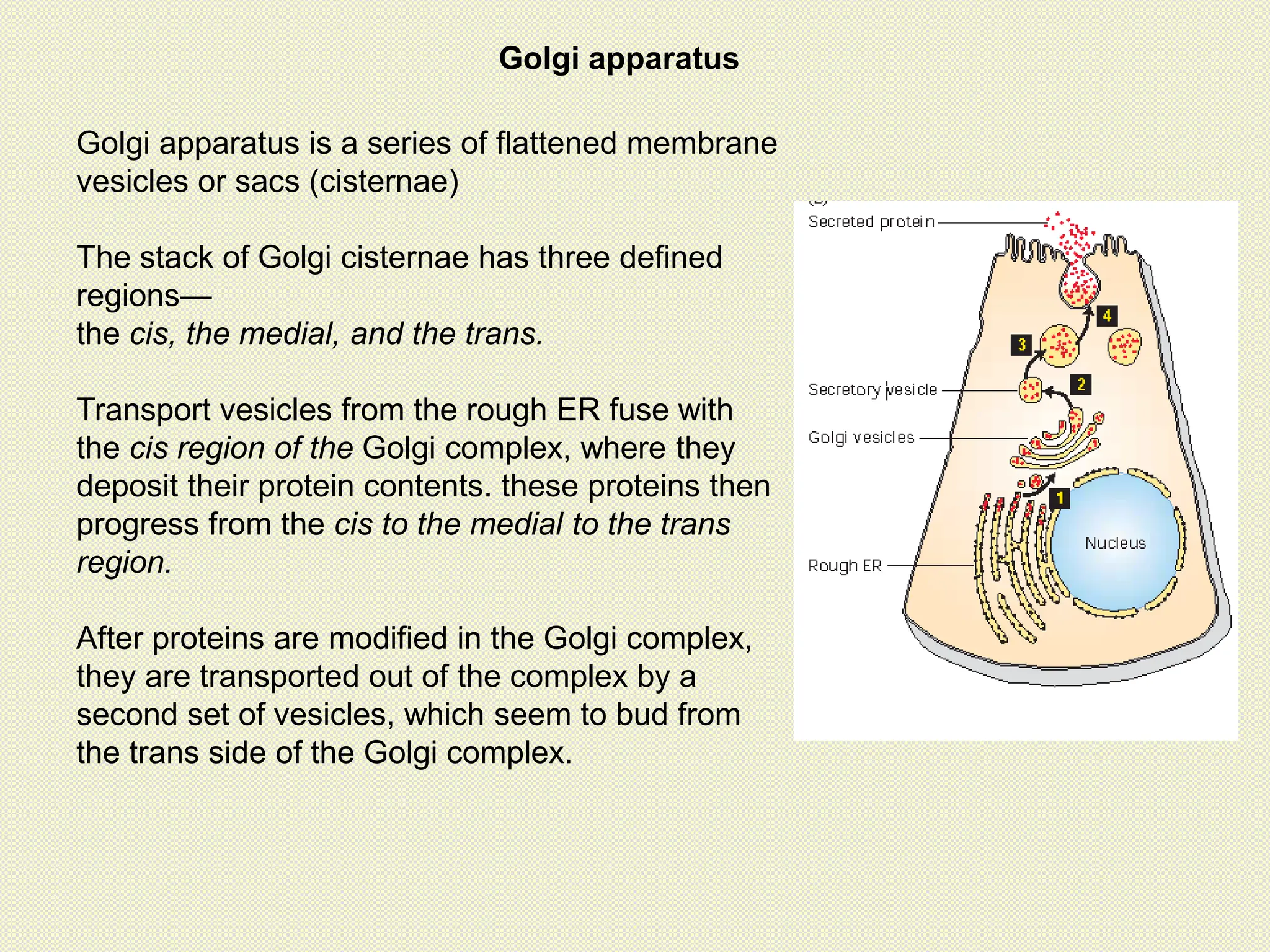 Golgi apparatus
Golgi apparatus is a series of flattened membrane
vesicles or sacs (cisternae)
The stack of Golgi cisternae has three defined
regions—
the cis, the medial, and the trans.
Transport vesicles from the rough ER fuse with
the cis region of the Golgi complex, where they
deposit their protein contents. these proteins then
progress from the cis to the medial to the trans
region.
After proteins are modified in the Golgi complex,
they are transported out of the complex by a
second set of vesicles, which seem to bud from
the trans side of the Golgi complex.
 
