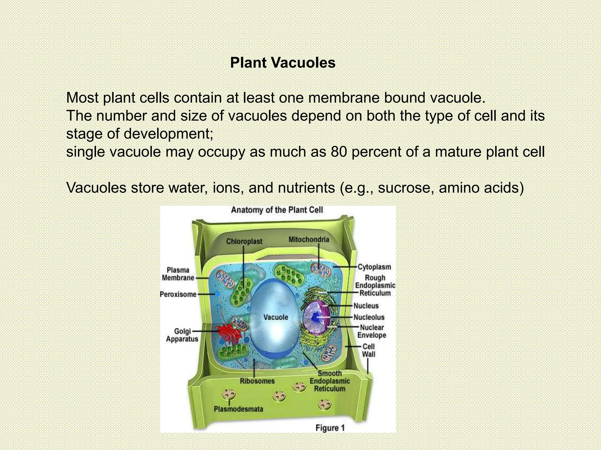 Plant Vacuoles
Most plant cells contain at least one membrane bound vacuole.
The number and size of vacuoles depend on both the type of cell and its
stage of development;
single vacuole may occupy as much as 80 percent of a mature plant cell
Vacuoles store water, ions, and nutrients (e.g., sucrose, amino acids)
 