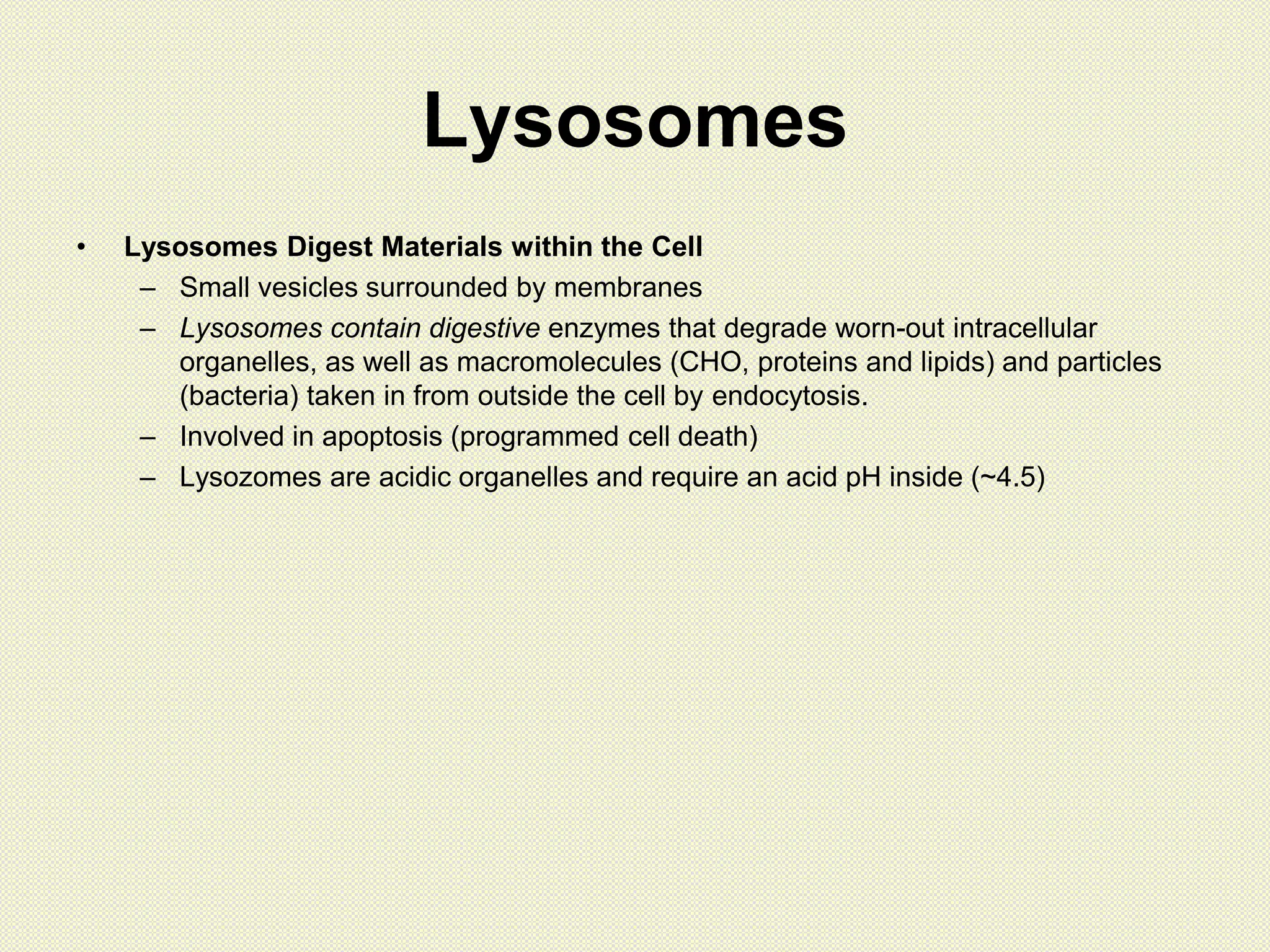 Lysosomes
• Lysosomes Digest Materials within the Cell
– Small vesicles surrounded by membranes
– Lysosomes contain digestive enzymes that degrade worn-out intracellular
organelles, as well as macromolecules (CHO, proteins and lipids) and particles
(bacteria) taken in from outside the cell by endocytosis.
– Involved in apoptosis (programmed cell death)
– Lysozomes are acidic organelles and require an acid pH inside (~4.5)
 