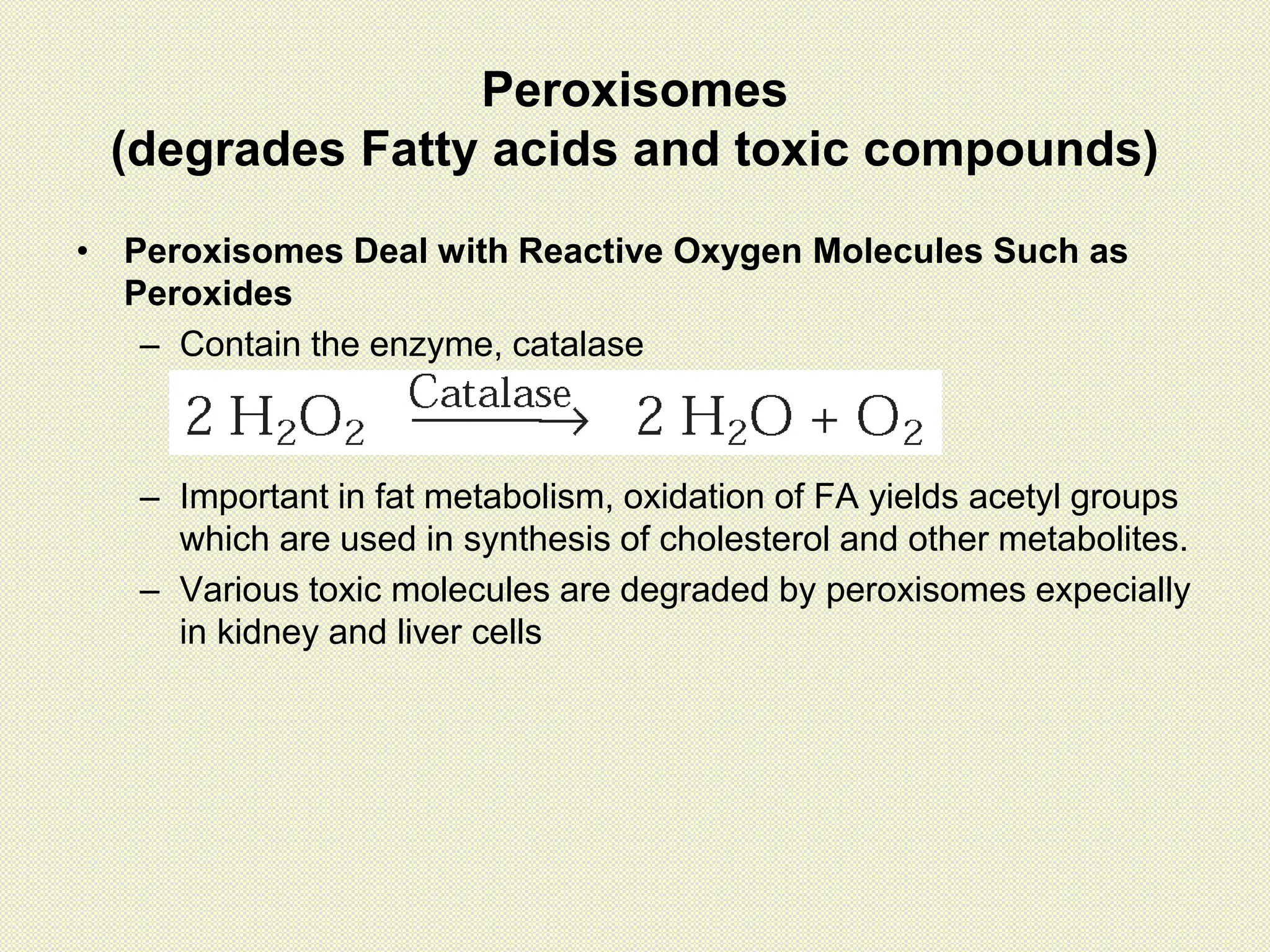 Peroxisomes
(degrades Fatty acids and toxic compounds)
• Peroxisomes Deal with Reactive Oxygen Molecules Such as
Peroxides
– Contain the enzyme, catalase
– Important in fat metabolism, oxidation of FA yields acetyl groups
which are used in synthesis of cholesterol and other metabolites.
– Various toxic molecules are degraded by peroxisomes expecially
in kidney and liver cells
 