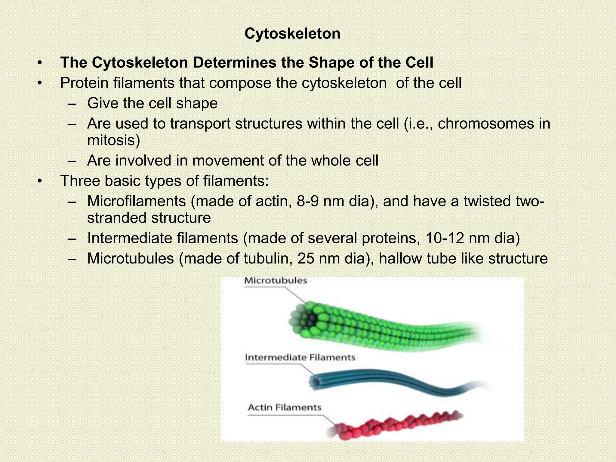 • The Cytoskeleton Determines the Shape of the Cell
• Protein filaments that compose the cytoskeleton of the cell
– Give the cell shape
– Are used to transport structures within the cell (i.e., chromosomes in
mitosis)
– Are involved in movement of the whole cell
• Three basic types of filaments:
– Microfilaments (made of actin, 8-9 nm dia), and have a twisted two-
stranded structure
– Intermediate filaments (made of several proteins, 10-12 nm dia)
– Microtubules (made of tubulin, 25 nm dia), hallow tube like structure
Cytoskeleton
 