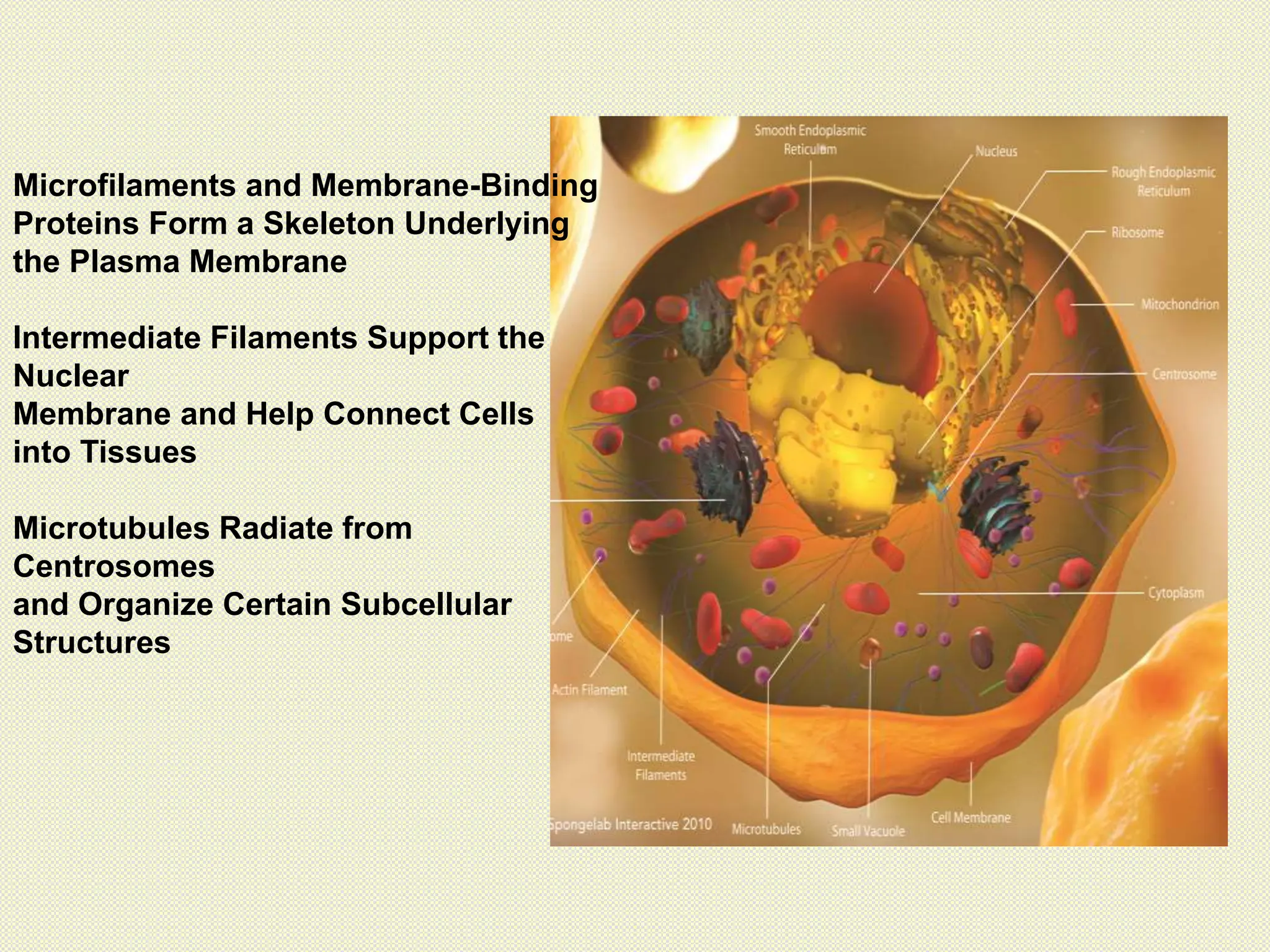 Microfilaments and Membrane-Binding
Proteins Form a Skeleton Underlying
the Plasma Membrane
Intermediate Filaments Support the
Nuclear
Membrane and Help Connect Cells
into Tissues
Microtubules Radiate from
Centrosomes
and Organize Certain Subcellular
Structures
 