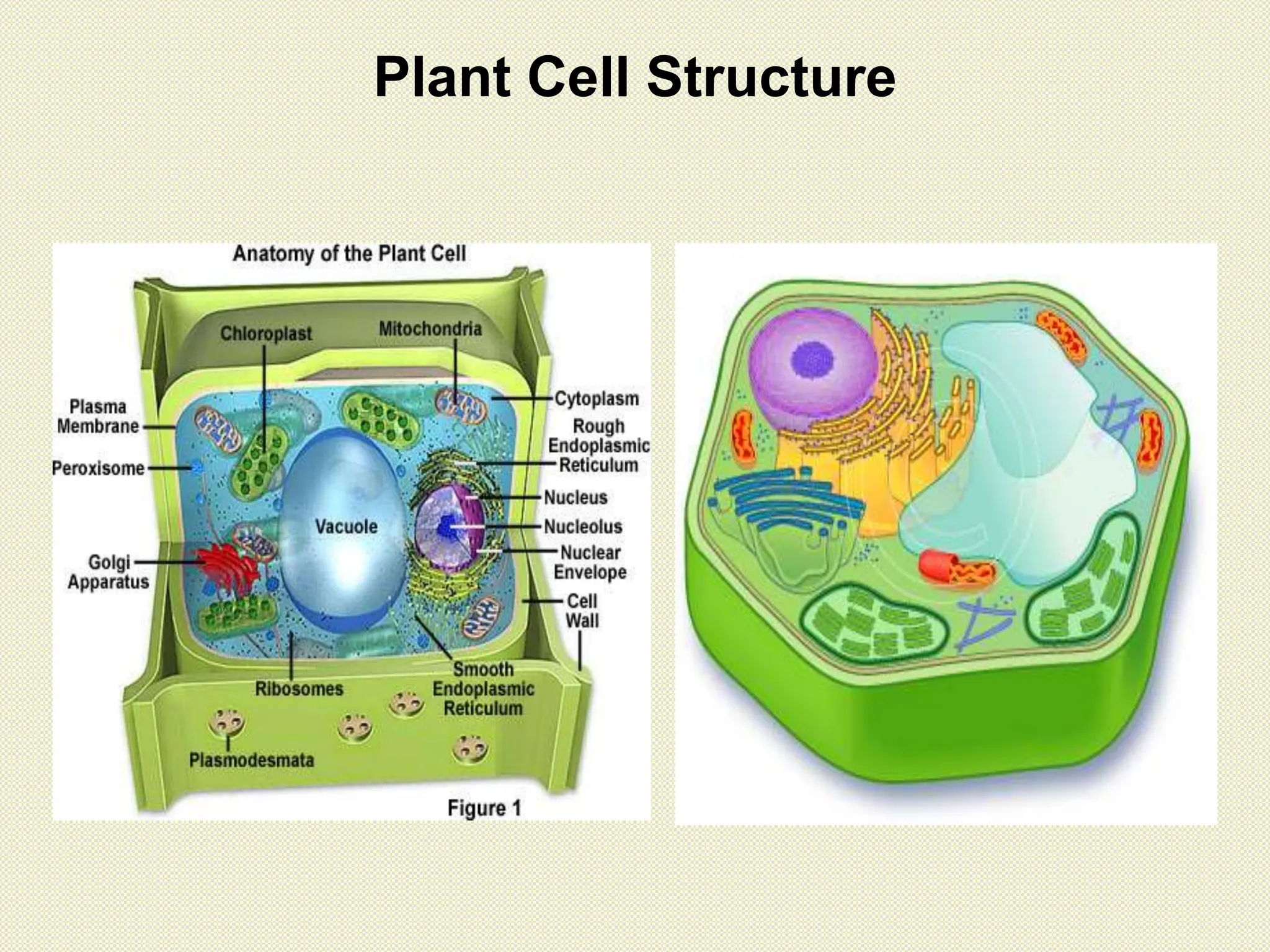 Plant Cell Structure
 
