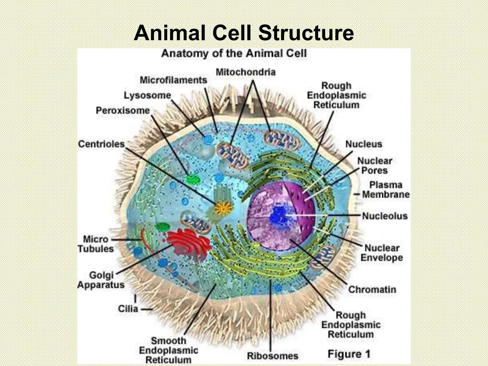 Animal Cell Structure
 