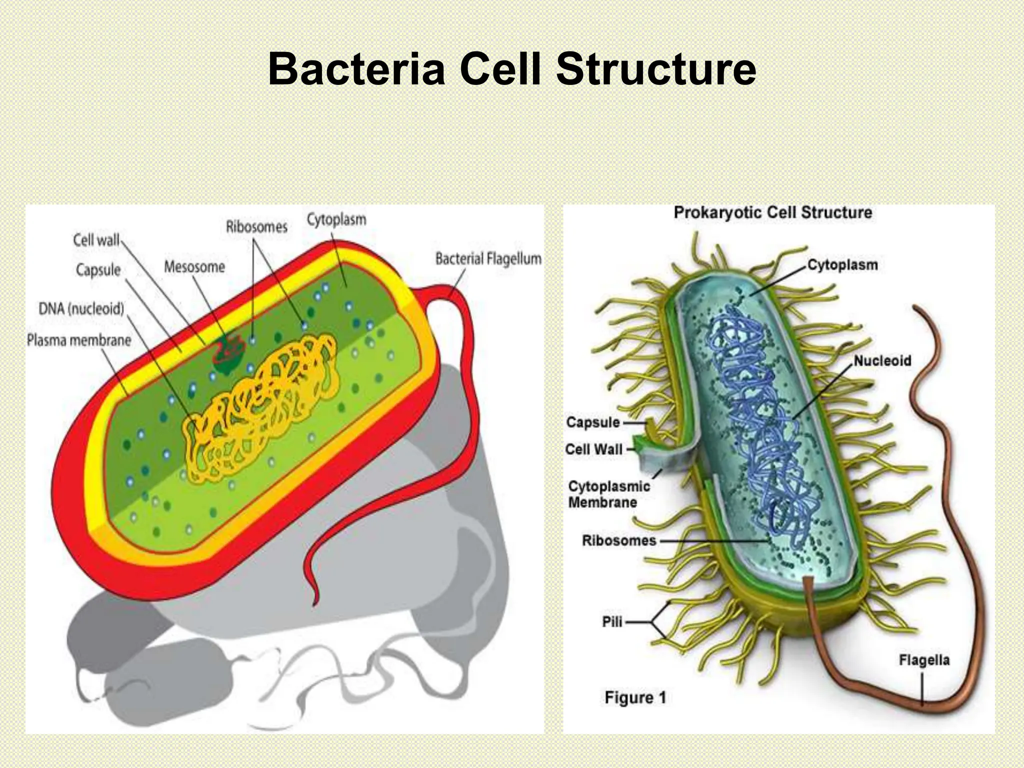 Bacteria Cell Structure
 