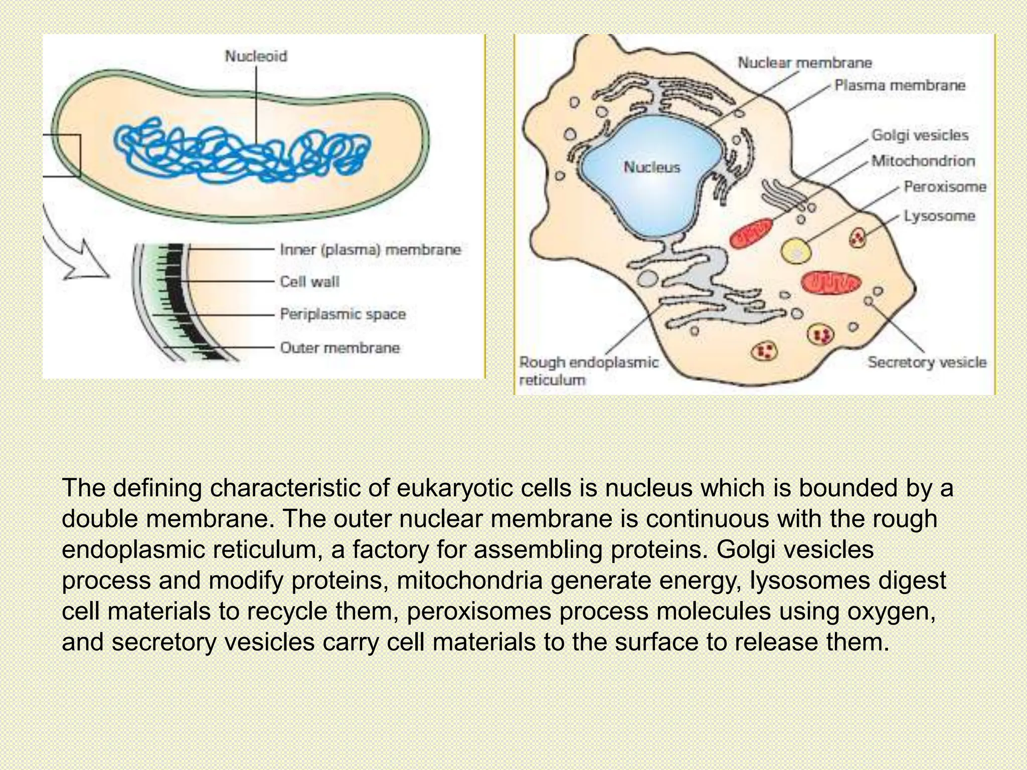 The defining characteristic of eukaryotic cells is nucleus which is bounded by a
double membrane. The outer nuclear membrane is continuous with the rough
endoplasmic reticulum, a factory for assembling proteins. Golgi vesicles
process and modify proteins, mitochondria generate energy, lysosomes digest
cell materials to recycle them, peroxisomes process molecules using oxygen,
and secretory vesicles carry cell materials to the surface to release them.
 