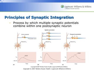 Synthesis and Storage of Neurotransmitters | PPT