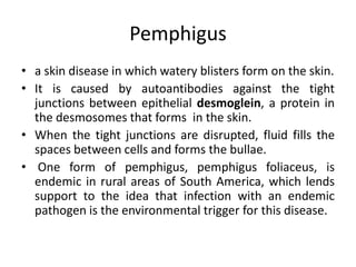 Pemphigus
• a skin disease in which watery blisters form on the skin.
• It is caused by autoantibodies against the tight
junctions between epithelial desmoglein, a protein in
the desmosomes that forms in the skin.
• When the tight junctions are disrupted, fluid fills the
spaces between cells and forms the bullae.
• One form of pemphigus, pemphigus foliaceus, is
endemic in rural areas of South America, which lends
support to the idea that infection with an endemic
pathogen is the environmental trigger for this disease.
 
