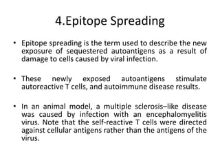 4.Epitope Spreading
• Epitope spreading is the term used to describe the new
exposure of sequestered autoantigens as a result of
damage to cells caused by viral infection.
• These newly exposed autoantigens stimulate
autoreactive T cells, and autoimmune disease results.
• In an animal model, a multiple sclerosis–like disease
was caused by infection with an encephalomyelitis
virus. Note that the self-reactive T cells were directed
against cellular antigens rather than the antigens of the
virus.
 