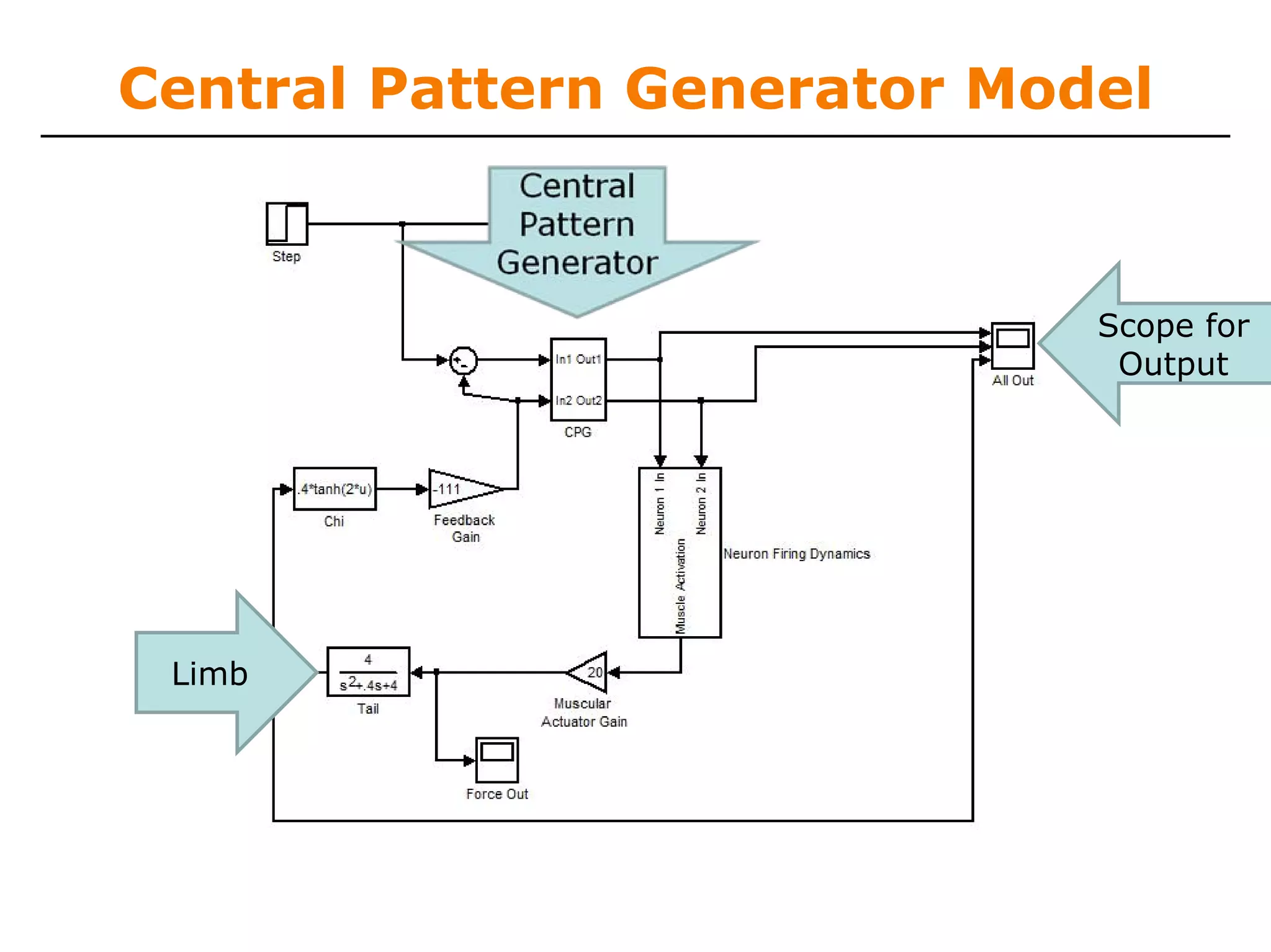 Central Pattern Generator Model



                             Scope for
                              Output




 Limb
 