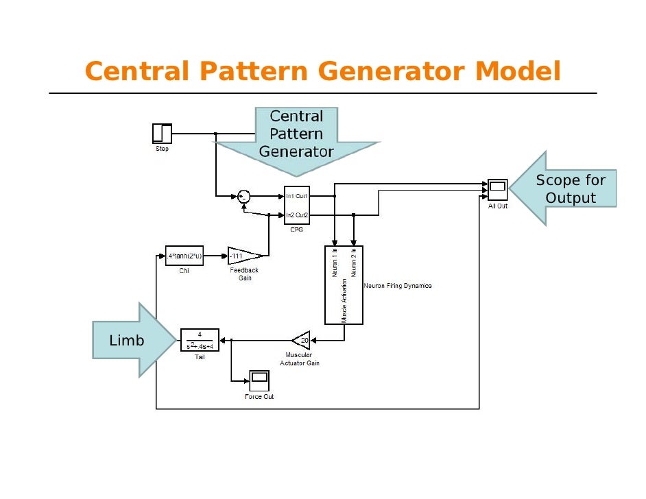 Central Pattern Generator Tutorial | learn matlab for ease lec5 Central Pattern Generator Tutorial | learn matlab for ease lec5