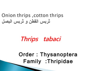 Thrips tabaci
Order : Thysanoptera
Family :Thripidae
 