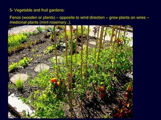 5- Vegetable and fruit gardens:
Fence (wooden or plants) – opposite to wind direction – grow plants on wires –
medicinal plants (mint rosemary..).
 