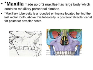 • *Maxilla made up of 2 maxillae has large body which
contains maxillary paranasal sinuses.
• *Maxillary tuberosity is a rounded eminence located behind the
last molar tooth, above this tuberosity is posterior alveolar canal
for posterior alveolar nerve.
 