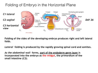 Folding of Embryo in the Horizontal Plane
Folding of the sides of the developing embryo produces right and left lateral
folds.
Lateral folding is produced by the rapidly growing spinal cord and somites.
As the abdominal wall forms, part of the endoderm germ layer is
incorporated into the embryo as the midgut, the primordium of the
small intestine (C2).
DAY 26
C1 lateral
C2 sagital
C3 horizontal
view
 