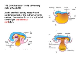 The umbilical cord forms connecting
stalk (B2 and D2).
As the amniotic cavity expands and
obliterates most of the extraembryonic
coelom, the amnion forms the epithelial
covering of the umbilical
cord (D2).
 
