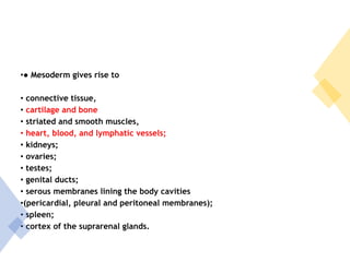 •● Mesoderm gives rise to
• connective tissue,
• cartilage and bone
• striated and smooth muscles,
• heart, blood, and lymphatic vessels;
• kidneys;
• ovaries;
• testes;
• genital ducts;
• serous membranes lining the body cavities
•(pericardial, pleural and peritoneal membranes);
• spleen;
• cortex of the suprarenal glands.
 