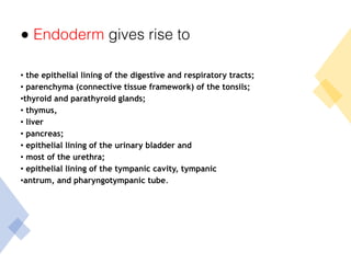 ● Endoderm gives rise to
• the epithelial lining of the digestive and respiratory tracts;
• parenchyma (connective tissue framework) of the tonsils;
•thyroid and parathyroid glands;
• thymus,
• liver
• pancreas;
• epithelial lining of the urinary bladder and
• most of the urethra;
• epithelial lining of the tympanic cavity, tympanic
•antrum, and pharyngotympanic tube.
 