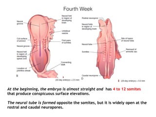 Fourth Week
At the beginning, the embryo is almost straight and has 4 to 12 somites
that produce conspicuous surface elevations.
The neural tube is formed opposite the somites, but it is widely open at the
rostral and caudal neuropores.
 