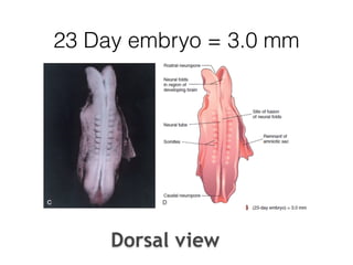 23 Day embryo = 3.0 mm
Dorsal view
 