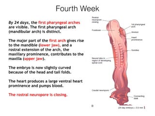 Fourth Week
By 24 days, the first pharyngeal arches
are visible. The first pharyngeal arch
(mandibular arch) is distinct.
The major part of the first arch gives rise
to the mandible (lower jaw), and a
rostral extension of the arch, the
maxillary prominence, contributes to the
maxilla (upper jaw).
The embryo is now slightly curved
because of the head and tail folds.
The heart produces a large ventral heart
prominence and pumps blood.
The rostral neuropore is closing.
 