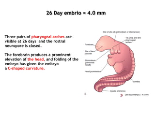 Three pairs of pharyngeal arches are
visible at 26 days and the rostral
neuropore is closed.
The forebrain produces a prominent
elevation of the head, and folding of the
embryo has given the embryo
a C-shaped curvature.
26 Day embrio = 4.0 mm
 