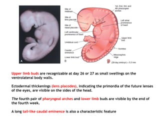 Upper limb buds are recognizable at day 26 or 27 as small swellings on the
ventrolateral body walls.
Ectodermal thickenings (lens placodes), indicating the primordia of the future lenses
of the eyes, are visible on the sides of the head.
The fourth pair of pharyngeal arches and lower limb buds are visible by the end of
the fourth week.
A long tail-like caudal eminence is also a characteristic feature
 