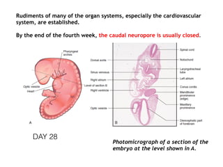 DAY 28
Rudiments of many of the organ systems, especially the cardiovascular
system, are established.
By the end of the fourth week, the caudal neuropore is usually closed.
Photomicrograph of a section of the
embryo at the level shown in A.
 