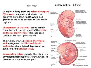 Fifth Week
Changes in body form are minor during the
fifth week compared with those that
occurred during the fourth week, but
growth of the head exceeds that of other
regions.
Enlargement of the head results mainly
from the rapid development of the brain
and facial prominences. The face soon
contacts the heart prominence.
The rapidly growing second pharyngeal
arch overgrows the third and fourth
arches, forming a lateral depression on
each side, the cervical sinus.
Mesonephric ridges indicate the site of the
developing mesonephric kidneys which, in
humans, are excretory organs.
32 Day embrio = 6.0 mm
 