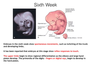Sixth Week
Embryos in the sixth week show spontaneous movements, such as twitching of the trunk
and developing limbs.
It has been reported that embryos at this stage show reflex responses to touch.
The upper limbs begin to show regional differentiation as the elbows and large hand
plates develop. The primordia of the digits – fingers or digital rays, begin to develop in
the hand plates.
 