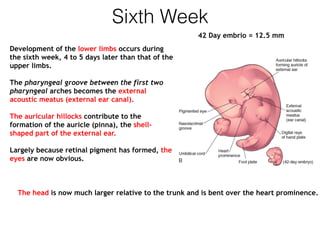 Sixth Week
Development of the lower limbs occurs during
the sixth week, 4 to 5 days later than that of the
upper limbs.
The pharyngeal groove between the first two
pharyngeal arches becomes the external
acoustic meatus (external ear canal).
The auricular hillocks contribute to the
formation of the auricle (pinna), the shell-
shaped part of the external ear.
Largely because retinal pigment has formed, the
eyes are now obvious.
42 Day embrio = 12.5 mm
The head is now much larger relative to the trunk and is bent over the heart prominence.
 