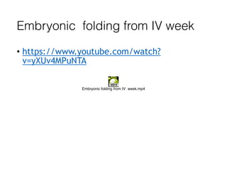 Embryonic folding from IV week
• https://www.youtube.com/watch?
v=yXUv4MPuNTA
Embryonic folding from IV week.mp4
 