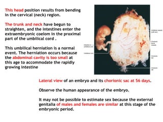 This head position results from bending
in the cervical (neck) region.
The trunk and neck have begun to
straighten, and the intestines enter the
extraembryonic coelom in the proximal
part of the umbilical cord .
This umbilical herniation is a normal
event. The herniation occurs because
the abdominal cavity is too small at
this age to accommodate the rapidly
growing intestine
Lateral view of an embryo and its chorionic sac at 56 days.
Observe the human appearance of the embryo.
It may not be possible to estimate sex because the external
genitalia of males and females are similar at this stage of the
embryonic period.
 