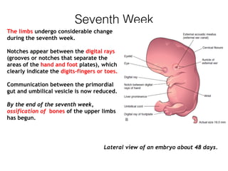 Seventh Week
The limbs undergo considerable change
during the seventh week.
Notches appear between the digital rays
(grooves or notches that separate the
areas of the hand and foot plates), which
clearly indicate the digits-fingers or toes.
Communication between the primordial
gut and umbilical vesicle is now reduced.
By the end of the seventh week,
ossification of bones of the upper limbs
has begun.
Lateral view of an embryo about 48 days.
 
