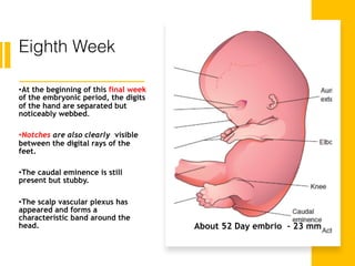 Eighth Week
•At the beginning of this final week
of the embryonic period, the digits
of the hand are separated but
noticeably webbed.
•Notches are also clearly visible
between the digital rays of the
feet.
•The caudal eminence is still
present but stubby.
•The scalp vascular plexus has
appeared and forms a
characteristic band around the
head. About 52 Day embrio - 23 mm
 