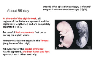 About 56 day
At the end of the eighth week, all
regions of the limbs are apparent and the
digits have lengthened and are completely
separated (Fig. ).
Purposeful limb movements first occur
during the eighth week.
Primary ossification begins in the femora
(long bones of the thigh).
All evidence of the caudal eminence
has disappeared, and both hands and feet
approach each other ventrally.
Imaged with optical microscopy (left) and
magnetic resonance microscopy (right).
 