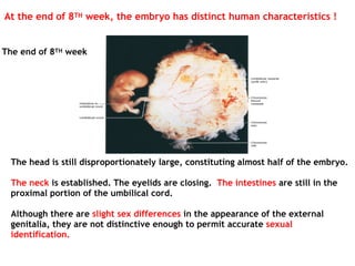 The head is still disproportionately large, constituting almost half of the embryo.
The neck is established. The eyelids are closing. The intestines are still in the
proximal portion of the umbilical cord.
Although there are slight sex differences in the appearance of the external
genitalia, they are not distinctive enough to permit accurate sexual
identification.
The end of 8TH week
At the end of 8TH week, the embryo has distinct human characteristics !
 