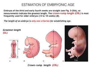 ESTIMATION OF EMBRYONIC AGE
Embryos of the third and early fourth weeks are straight (see Fig. 5-20A), so
measurements indicate the greatest length. The crown–rump length (CRL) is most
frequently used for older embryos (14 to 18 weeks) (B).
The length of an embryo is only one criterion for establishing age.
Greatest length
(GL)
Crown−rump length (CRL)
 