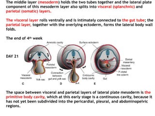 The middle layer (mesoderm) holds the two tubes together and the lateral plate
component of this mesoderm layer also splits into visceral (splanchnic) and
parietal (somatic) layers.
The visceral layer rolls ventrally and is intimately connected to the gut tube; the
parietal layer, together with the overlying ectoderm, forms the lateral body wall
folds.
The end of 4th week
DAY 21
The space between visceral and parietal layers of lateral plate mesoderm is the
primitive body cavity, which at this early stage is a continuous cavity, because it
has not yet been subdivided into the pericardial, pleural, and abdominopelvic
regions.
 